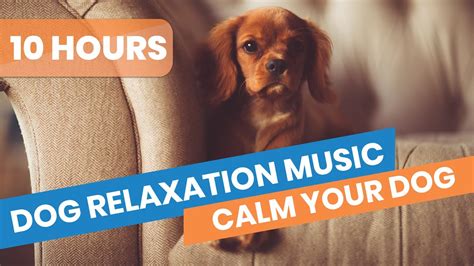 youtube for dogs relaxing|youtube relaxing videos for dogs.